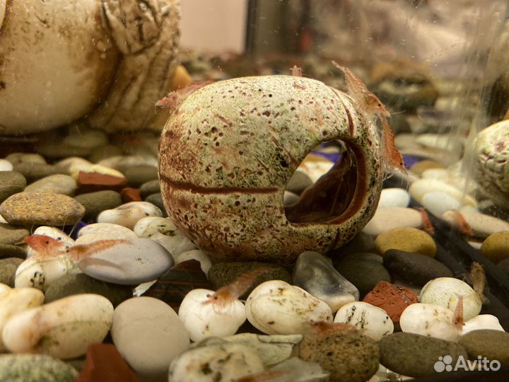 Аквариумные креветки, Сомы анциструсы