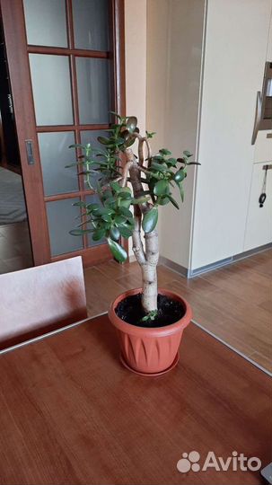 Алое Хавортия Денежное дерево Кактусы