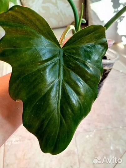 Филодендрон Лацерум