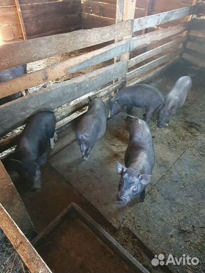 Кармал хряк и поросята