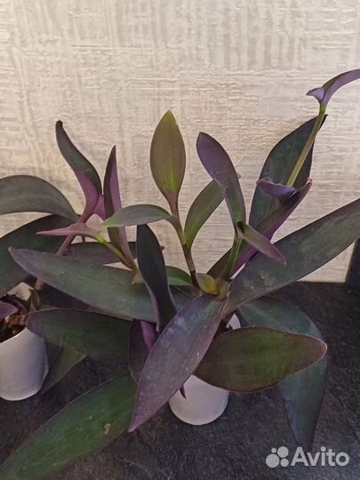 Традесканция сеткреазия