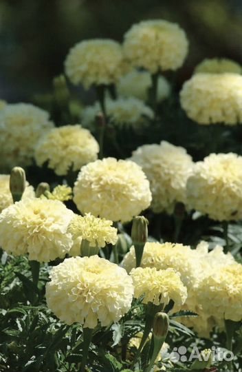 Рассада бархатцы Эскимо