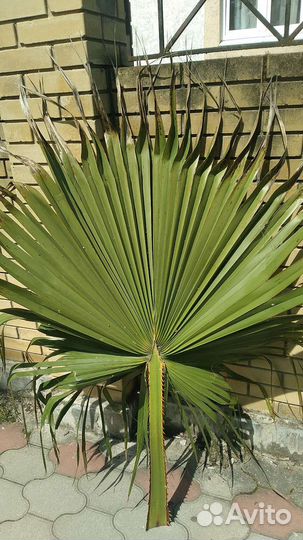 Листья Вашингтонии,зелёные и коричневые