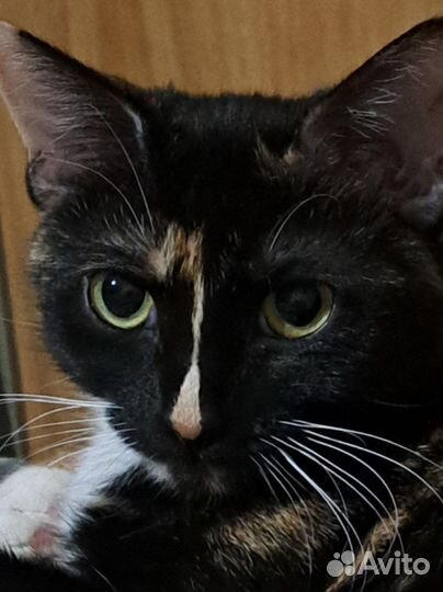 Кошка милашка