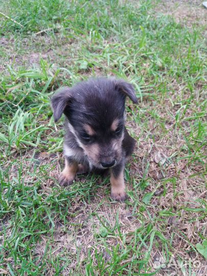 Щенки бесплатно