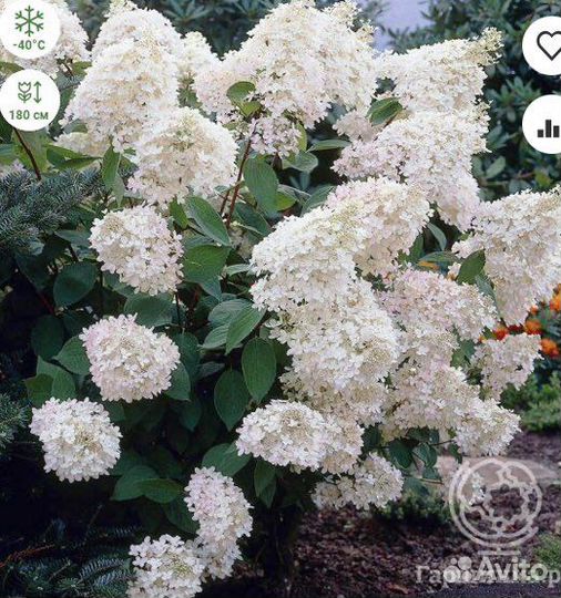 Гортензии 30 сортов