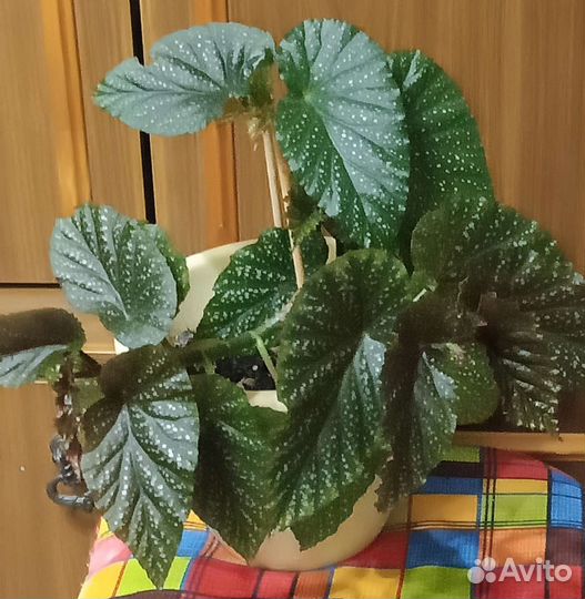 Бегония коралловая