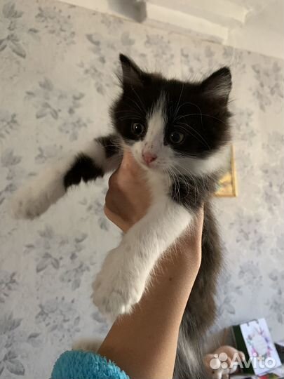 Отдам котят в добрые руки