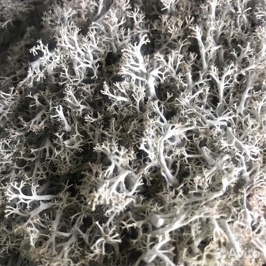 Мох Ягель натуральный для террариумов