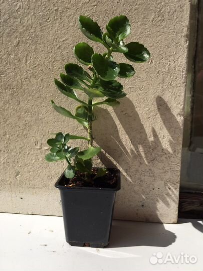 Комнатное растение Каланхоэ