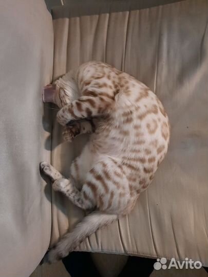 Кошка Евдокия