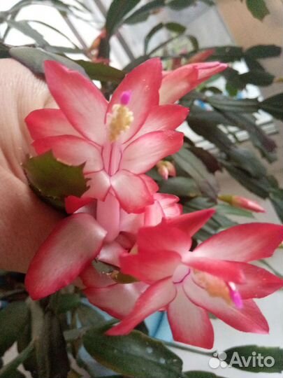 Декабрист,шлюмбергера