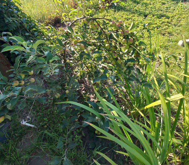 Участок 5,1 сот. (ИЖС)