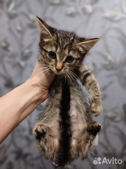 Котёнок