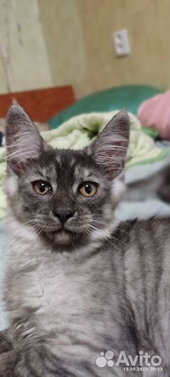 Котята 3 месяца