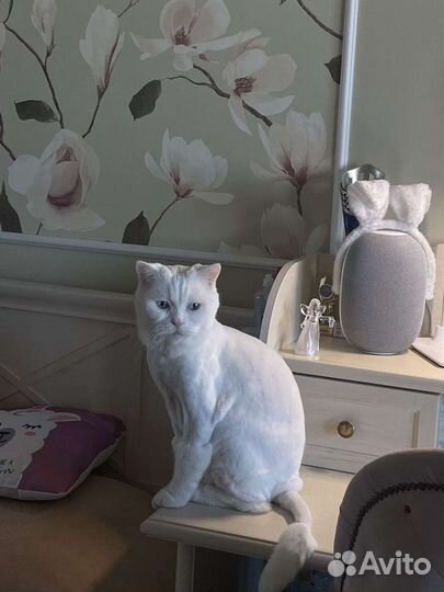 Стрижка кошек на дому