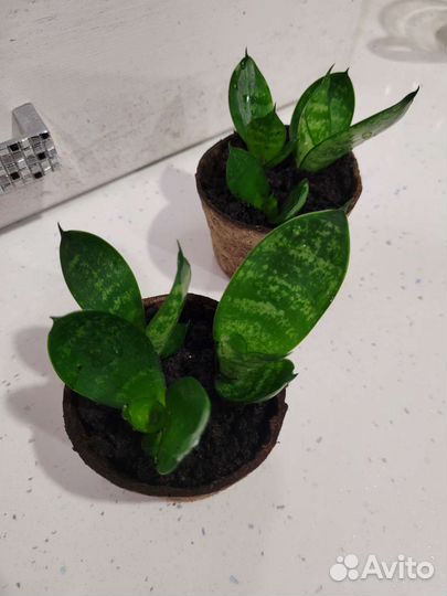 Сансевиерия ханни