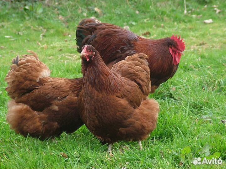 Несушки с доставкой