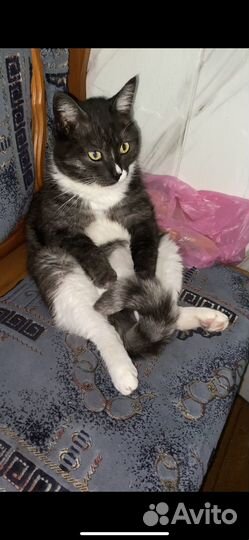 Кошки и коты в добрые руки