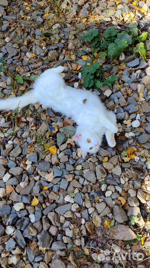 Кошка Анфиса