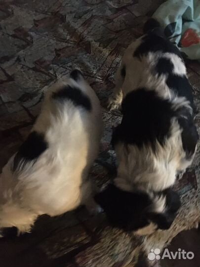 Русский спаниель)