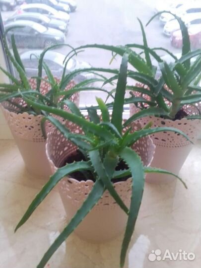 Алоэ лечебный