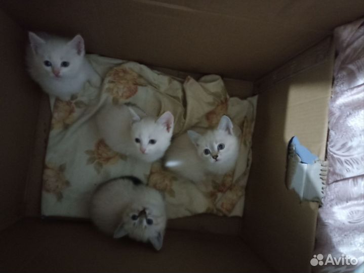 Котята в добрые руки приучены к лотку