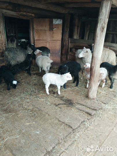 Овцы бараны ягнята