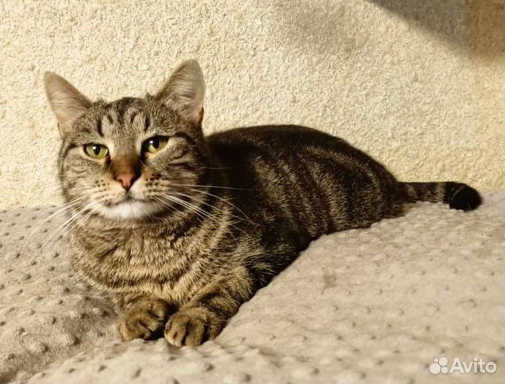 Кошечка Фиона ищет дом