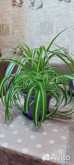 Хлорофитум