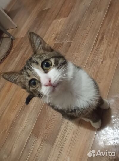 Котенок в добрые руки