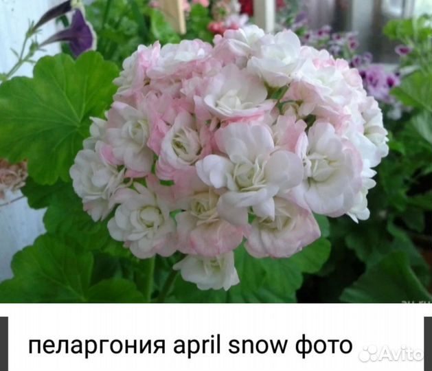 Пеларгония герань сортовая