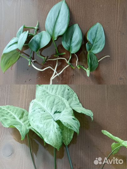 Сциндапсус Сингониум