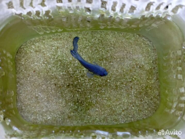 Рыбка петушок самка и самец