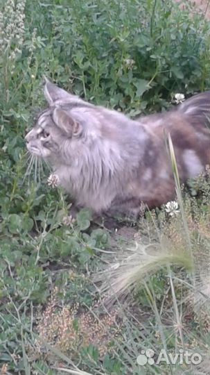 Вязка кошки мейн-кун