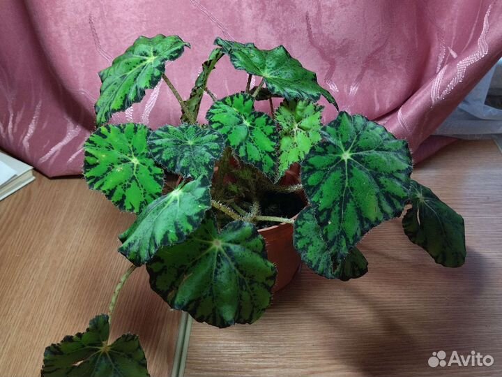 Бегония Бауэра