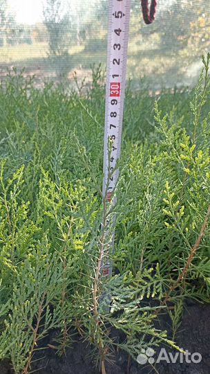 Туя Восточная