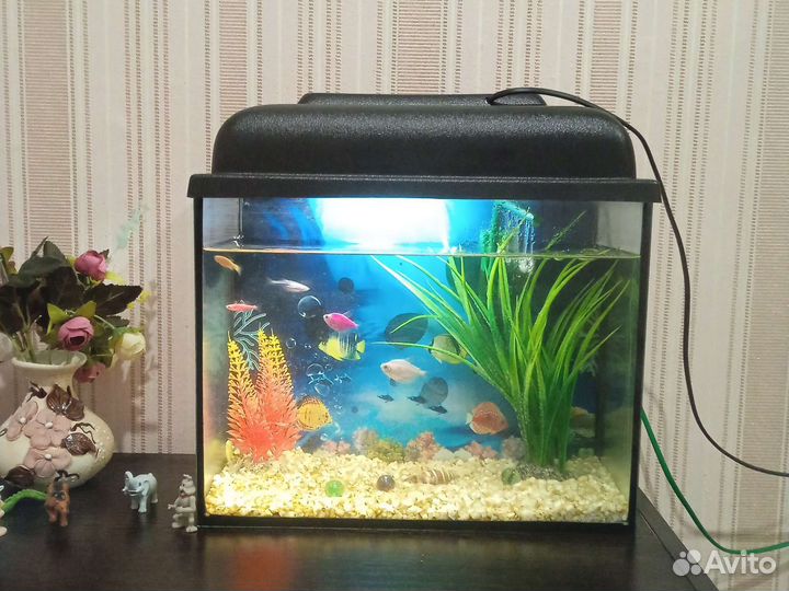 Живые рыбки в аквариуме