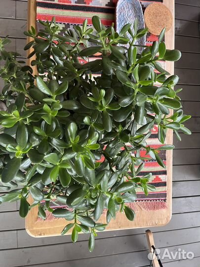 Толстянка красула денежное дерево