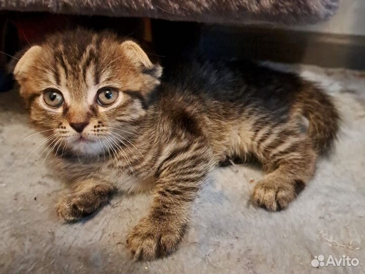 Отдам в заботливые руки