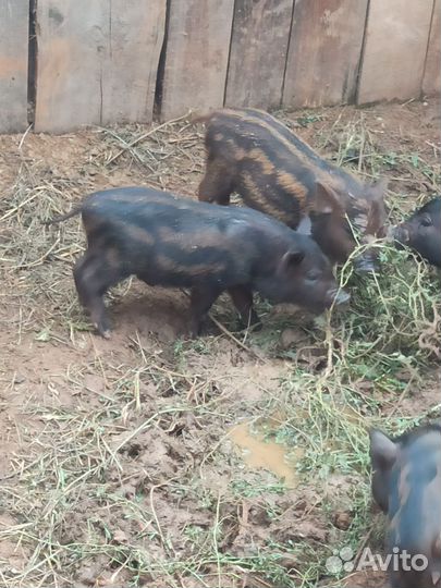 Поросята