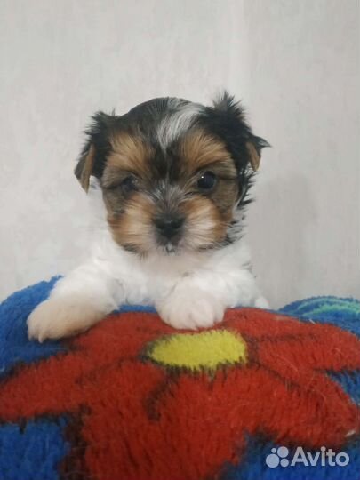 Бивер мини мальчики