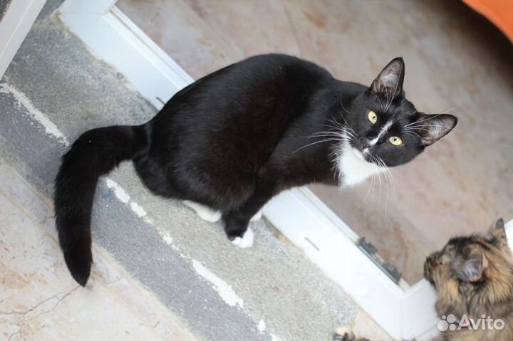 Котик Азар