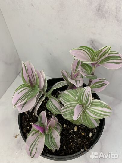 Традесканция разные виды