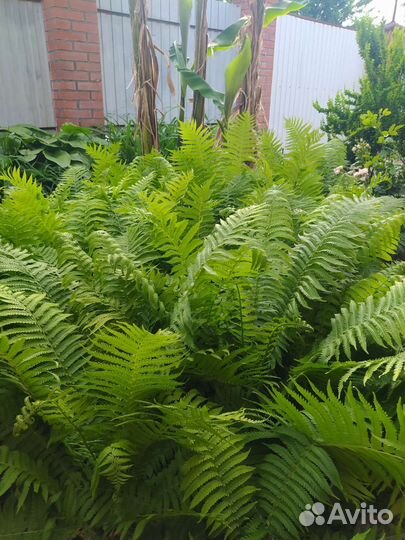 Папоротник садовый