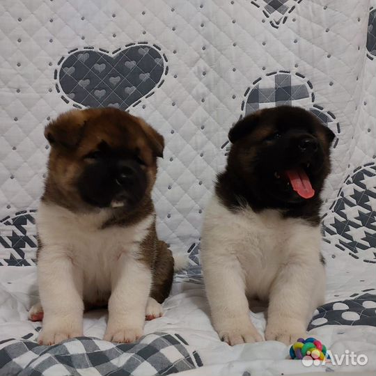 Собаки щенки