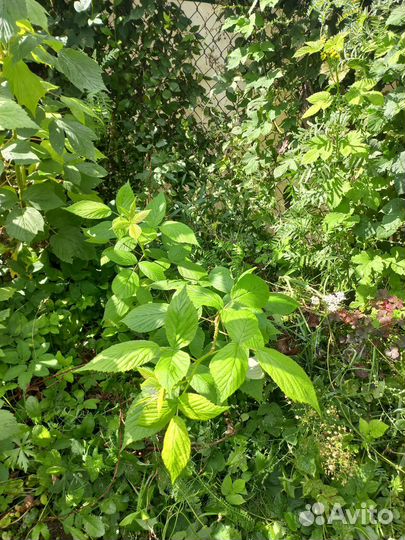 Малина ремонтантная