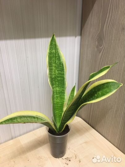 Сансевиерия