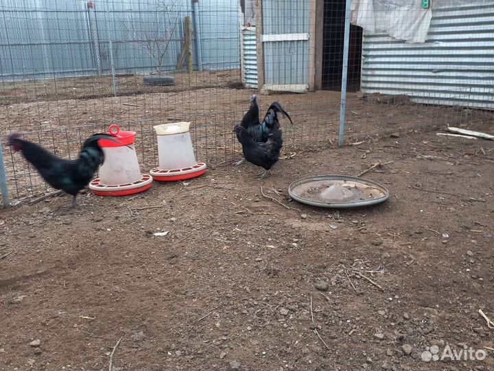 Инкубационное яйцо