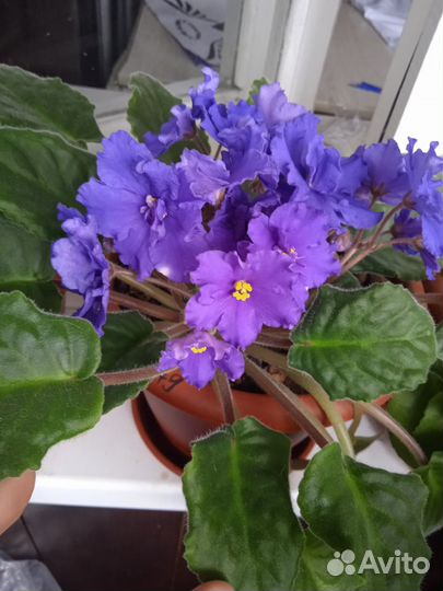 Цветущие фиалки